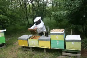 80% din mierea ecologică pleacă la export