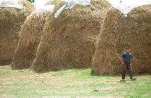 Fermierii de la munte, obligaţi să utilizeze subvenţiile pentru modernizarea şi întreţinerea patrimoniului pastoral