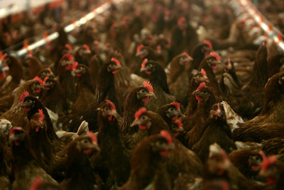 Ouăle provenite de la un million de păsări crescute în cuşti neîmbunătăţite vor merge doar la industrializare