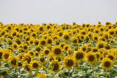 Creştere spectaculoasă la producţia de floarea soarelui: aproape 50% anul trecut
