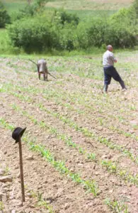 În perioada 2014-2020, fermele mici din UE vor primi o subvenţie fixă cuprinsă între 500 şi 1.000 euro