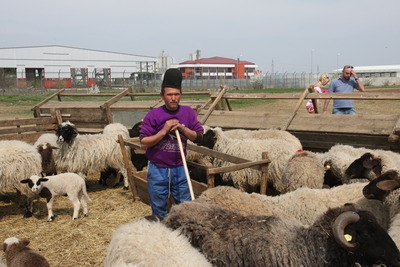 România, în topul european al crescătorilor de ovine