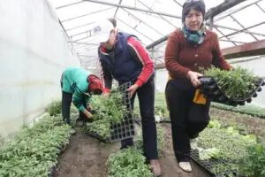 Agricultura a pierdut două milioane de muncitori în ultimii opt ani