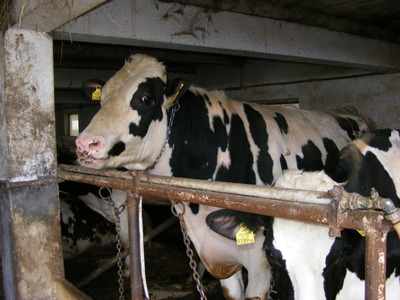 Jumătate din laptele de pe piaţa românească, asigurat de 7% dintre crescătorii de vaci