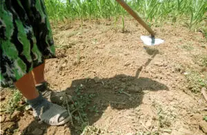 Străinii deţin în România 700.000 hectare de teren agricol