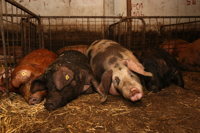 România reia exportul de porci către Rusia