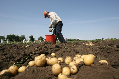 Covasna: Producţie bună de cartofi în acest an – media 20 de tone la hectar