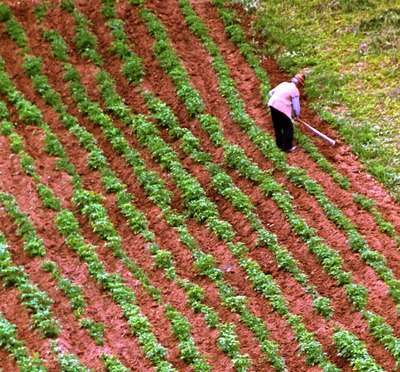 În România, 31 mii de firme lucrează aproape tot atât teren agricol cât  3,8 milioane agricultori