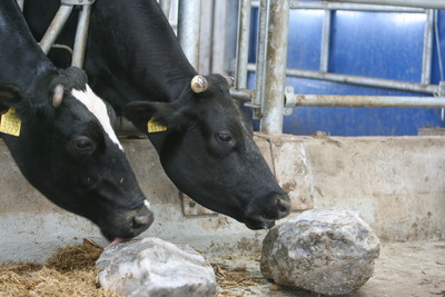 Laptele neconform, permis pe piaţa românească pentru încă un an