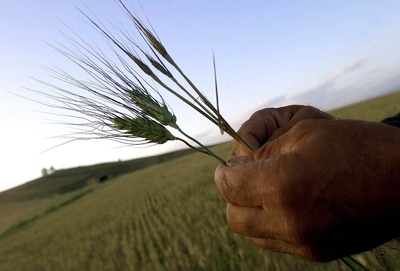 România deţine o treime din exploataţiile agricole, dar obţine doar 5,4% din producţia de cereale a UE