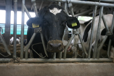 Din acest an, fermierii care înfiinţează exploataţii agricole pot solicita cotă de lapte