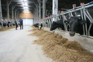 Aproape 3.000 de tineri au devenit fermieri cu acte în regulă şi cu bani de la UE în cont