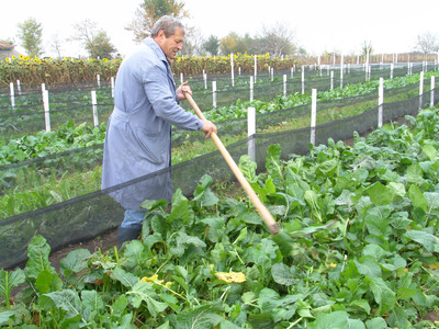 Până la finalul lunii februarie, toţi fermierii vor încasa subvenţiile europene pe 2011