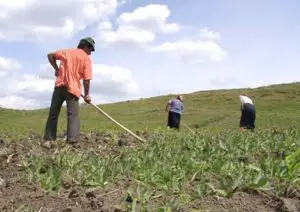 Bancherii vor acorda greu credite fermierilor cât timp agricultura va rămâne dependentă de vreme