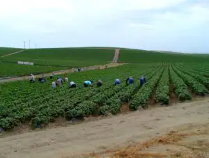 Cum va arăta Politica Agricolă Comună?