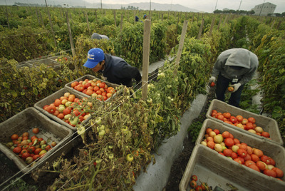 România are de trei ori mai mulți agricultori „eco”