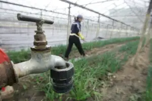 Cum a reuşit România să producă 3,5 mil. tone de legume, cu peste 10% mai mult decât anul trecut