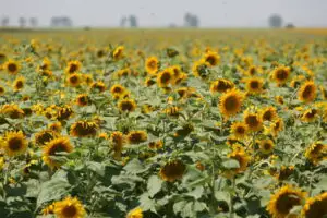 FNPAR: UE ar trebui să acorde subvenţii fermierilor români pentru 10,2 milioane ha, cu 1,5 milioane ha mai mult decât în prezent