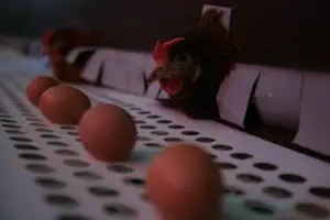 Preţul ouălor, reglat de venirea primăverii