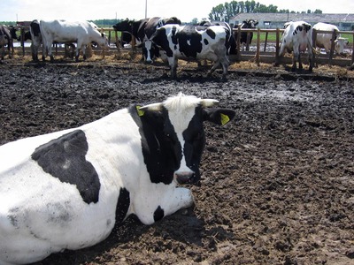 România a pierdut după aderarea la UE o treime din şeptelul de bovine
