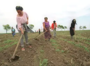 Plăţile din fonduri europene în agricultură: 95 euro pe hectar