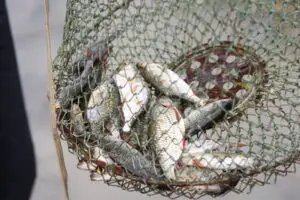 Plăţile europene pentru pescuit ar putea fi reluate în februarie, după un an de întrerupere