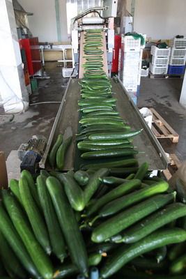 Tabără: „Despăgubirile pentru producătorii de castraveţi şi tomate, aproape 1,5 milioane euro”