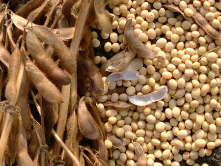 România cumpără soia de 150 milioane euro