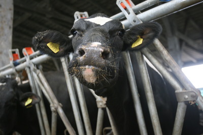 Fermierii români nu pot livra suficient lapte fabricilor de lactate