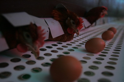 Ouă marcate cu cifra 3, în continuare pe piață