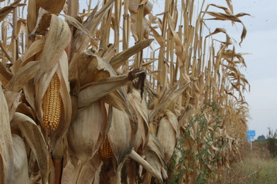 România a exportat mai puţine cereale în primele 11 luni ale lui 2011