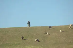 Taxa pe pârloagă – 200 lei pentru fiecare hectar de pământ lăsat nelucrat