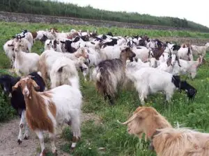 APIA a primit aproape 60.000 de cereri pentru primele din sectorul zootehnic