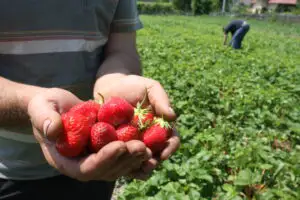 Agricultorii spanioli se plâng că nu fac faţă fără muncitorii români