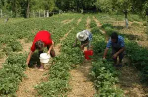 Deutsche Welle: SCLAVIA de pe plantaţiile de căpşuni