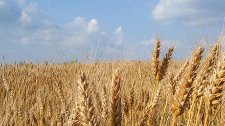 Criza din Ucraina provoacă volatilitate pe piaţa europeană de cereale