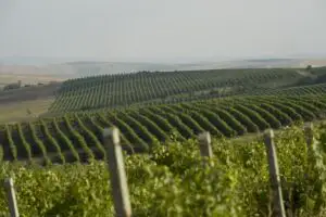 Cotnari estimează o creştere a cifrei de afaceri cu 6%
