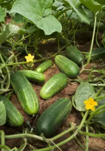 Comisia Europeană propune un ajutor de 210 milioane de euro pentru agricultori