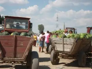 Povestea întreagă a unei mărci legendare: Dăbuleni