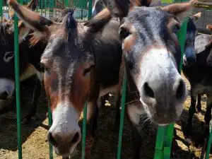 Singura fermă de măgari din Ucraina: Primele animale, cumpărate din Republica Moldova cu 2.000 de dolari