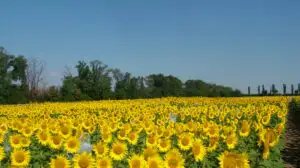 Fabrica de ulei Ultex va intra într-o perioadă de reorganizare ce va dura trei ani