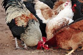 România a încasat peste 90 de milioane de euro din exporturile de animale şi păsări vii, în patru luni