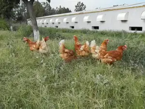 Ouăle găinilor fericite vor fi mai uşor de găsit în supermarketuri. Costă circa 0,8 lei/ bucata