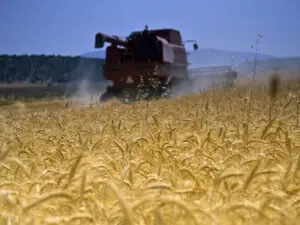 Agricover a înregistrat o cifră de afaceri de peste 920 milioane lei în 2011