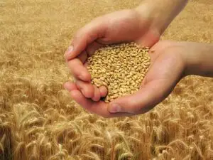Analist financiar: ”Grâul s-ar putea scumpi în 2014. Este puțin probabilă repetarea unui an la fel de bun ca 2013”