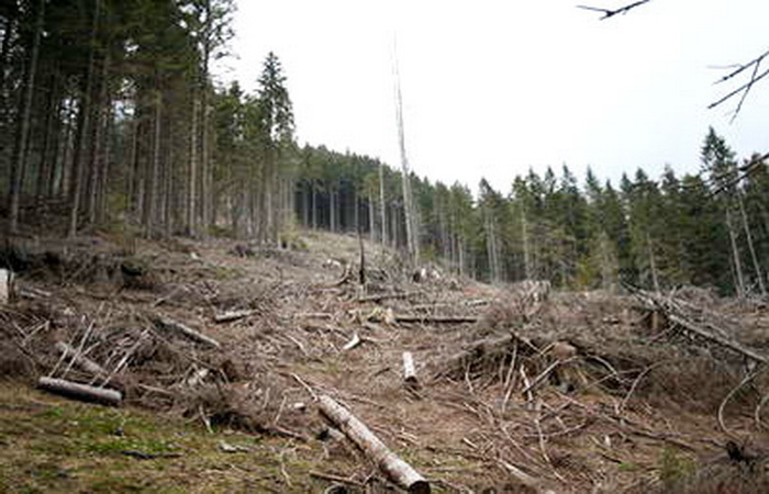 România și-a redus suprafața pădurilor. Vezi județele care recoltează cel mai mult lemn