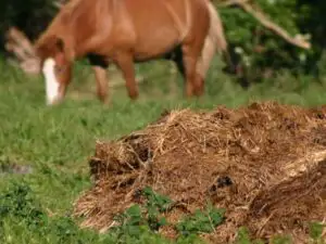 Cum se foloseşte îngrăşământul natural şi care sunt riscurile