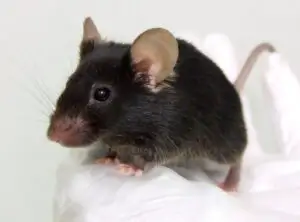 Japonezi au creat şoarecii care pot cânta precum păsările