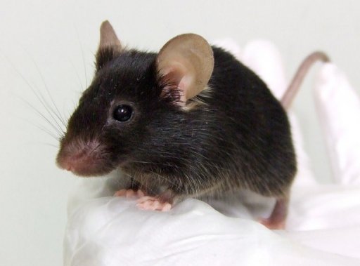Japonezi au creat şoarecii care pot cânta precum păsările