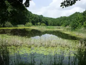 Cât costă “lacul codrilor albastru” al lui Eminescu?